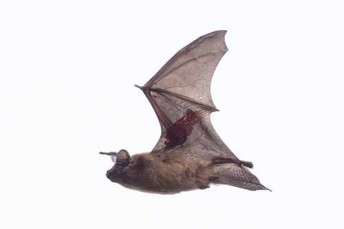 Common Noctule, 89415 Lauingen, Germany, photo 7 of 10