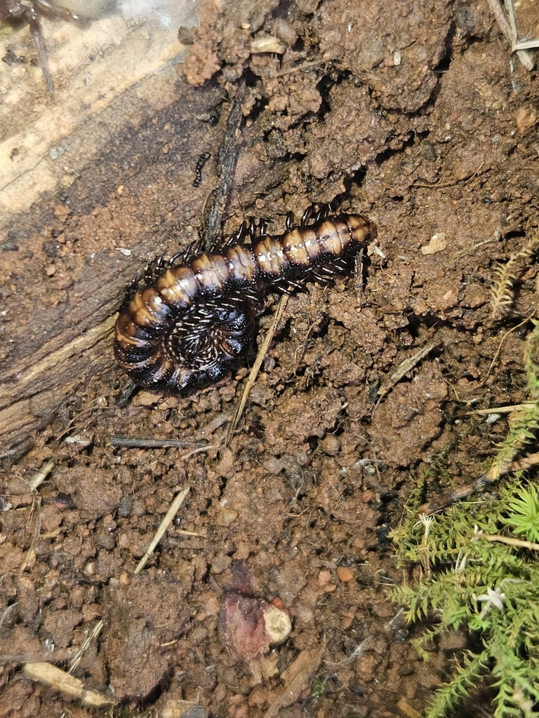 Flat-backed Millipedes from Weethalle NSW 2669, Australia on July 19 ...