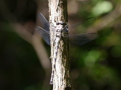 Tachopteryx thoreyi