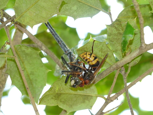 Gray Petaltail photographed in Maryland