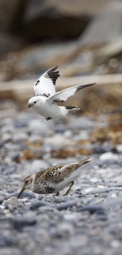 McKay's Bunting (Plectrophenax hyperboreus), photo 10