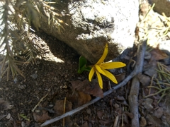 Colchicum luteum