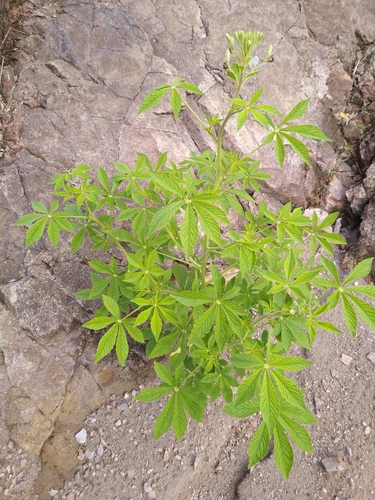 Cleoserrata speciosa observed 2019-05-30