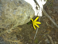 Colchicum luteum