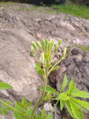 Cleoserrata speciosa