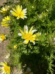 Adonis turkestanica