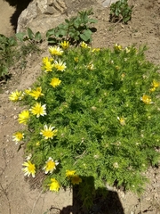 Adonis turkestanica