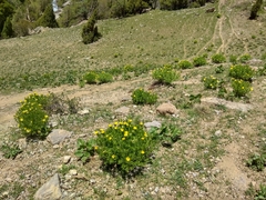 Adonis turkestanica
