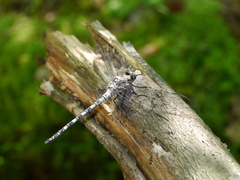 Tachopteryx thoreyi