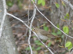 Catharus ustulatus