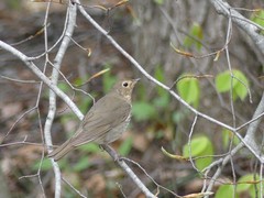 Catharus ustulatus