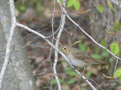 Catharus ustulatus
