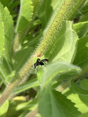 Tritoxa flexa