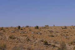 Equus zebra hartmannae