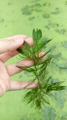 Ceratophyllum