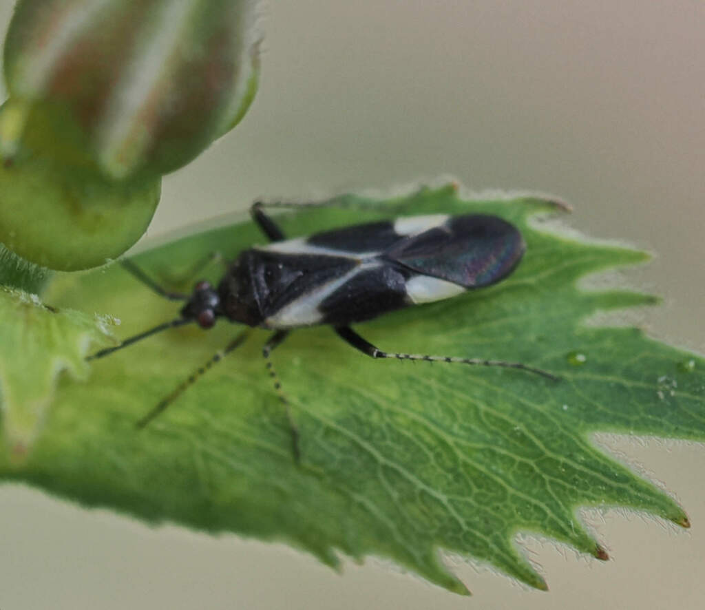 Plagiognathus notodysmicos