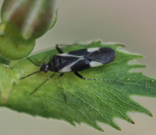 Plagiognathus notodysmicos
