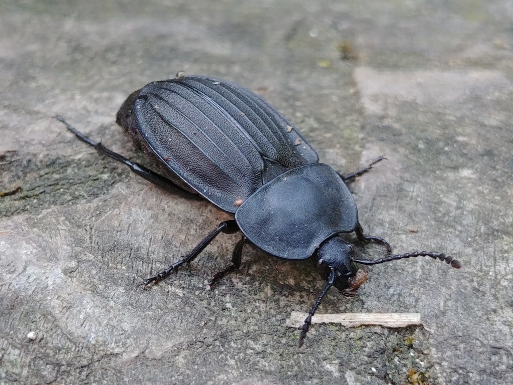 Silpha carinata, photo 1 of 10