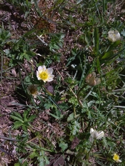 Trollius komarovii