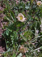 Trollius komarovii