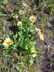 Trollius komarovii