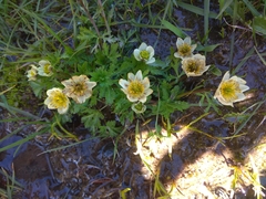 Trollius komarovii