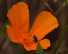 Anthophorula