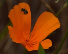 Anthophorula