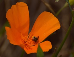 Anthophorula