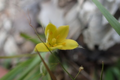 Hypoxis wrightii