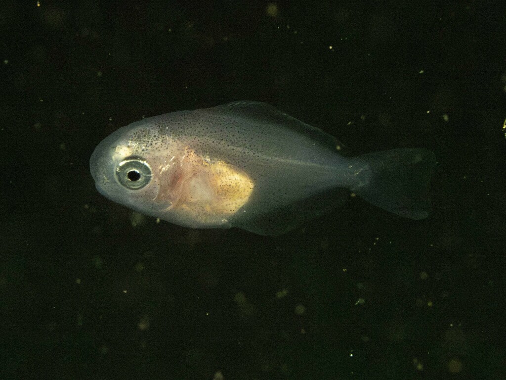 Icichthys
