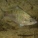 Shiner Surfperch - Photo (c) Jeremy_Jodoin, some rights reserved (CC BY-NC), uploaded by Jeremy_Jodoin