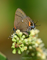 Electrostrymon angelia
