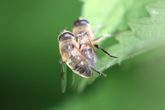 Eristalis tenax