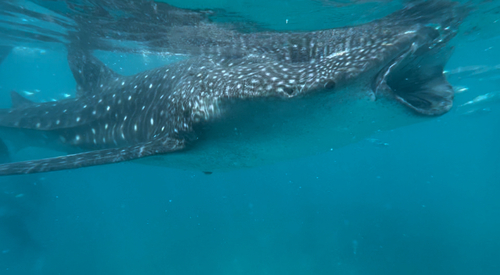 Whale Shark