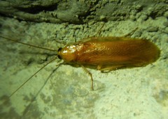 Shelfordella lateralis