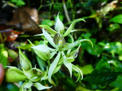 Prosthechea chimborazoensis
