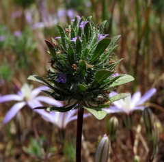 Pogogyne zizyphoroides