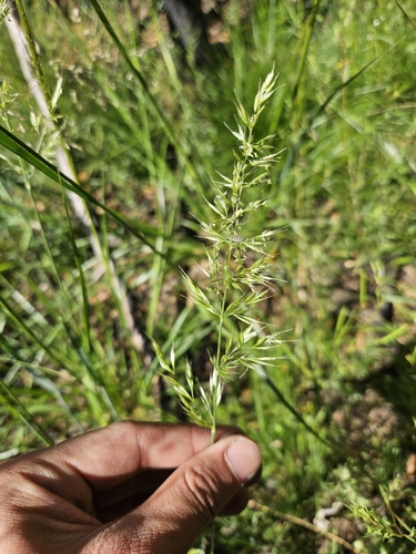 tall trisetum (Graphephorum canescens)