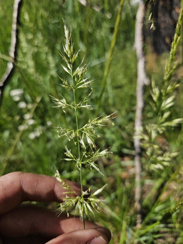 Image of Graphephorum canescens by (c) Marco Iboshi, some rights reserved (CC BY)