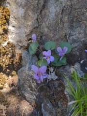 author not stated, no rights reserved Viola flettii, photograph author not stated, no rights reserved