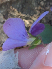 author not stated, no rights reserved Viola flettii, photograph author not stated, no rights reserved