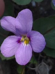 author not stated, no rights reserved Viola flettii, photograph author not stated, no rights reserved