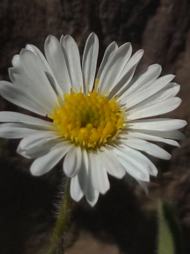 Image of Erigeron flettii by no rights reserved