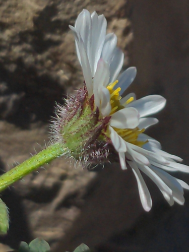 Image of Erigeron flettii by no rights reserved