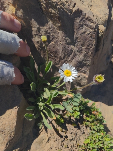 Image of Erigeron flettii by no rights reserved