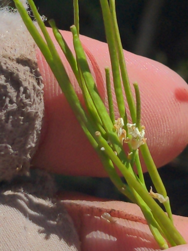 Image of Arabis olympica by no rights reserved