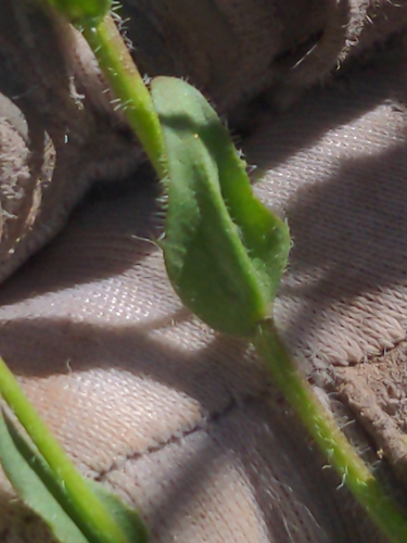 Image of Arabis olympica by no rights reserved
