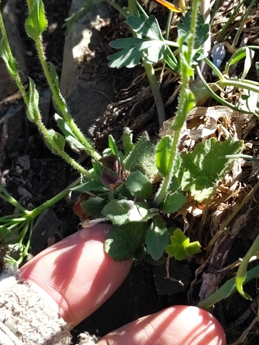 Image of Arabis olympica by no rights reserved