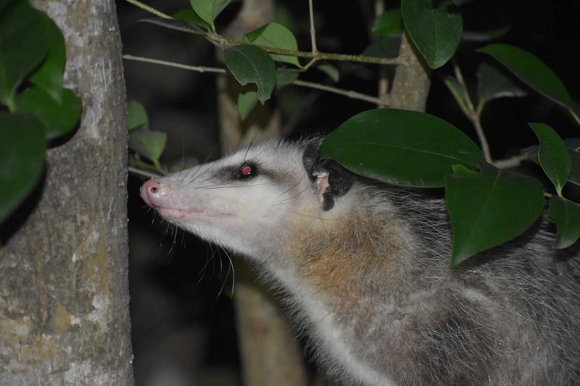 Didelphis virginiana<br>18 July, 2024